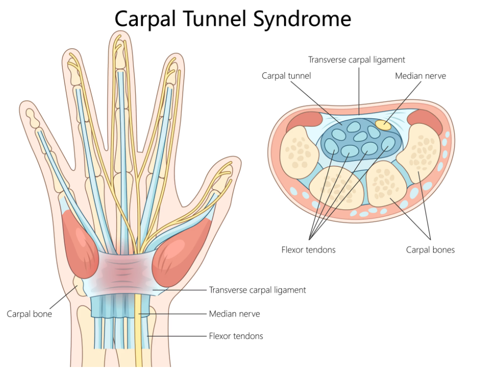 canal carpien anatomie symptomes fourmillements picotements chiropraxie besancon